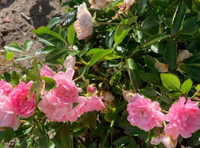 Appartamento Diekkieker